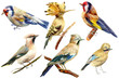 set of birds on isolated white background, goldfinches, hoopoe, waxwings, watercolor illustration