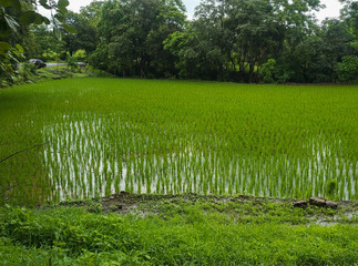 green grass in garden