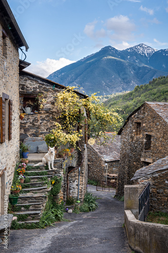 Plakat Pireneje  bialy-pirenejski-pies-pasterski-na-rustykalnej-uliczce-w-sredniowiecznej-wiosce-evol-we-francuskich-pirenejach