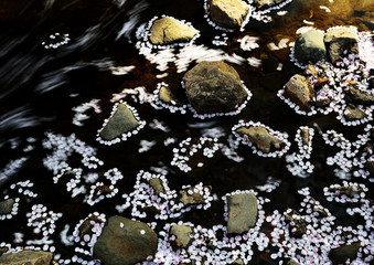  川の水面を浮かび、石の周りにくっつく花筏