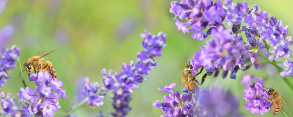 Wall Mural - honeybee on lavender flowers on green background