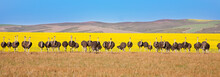 Panoramic Of Ostriches With Canola Field Backdrop, South Africa
