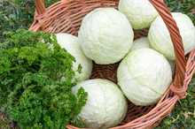 Cabbage In A Basket And Parsley, Harvesting Farmers
