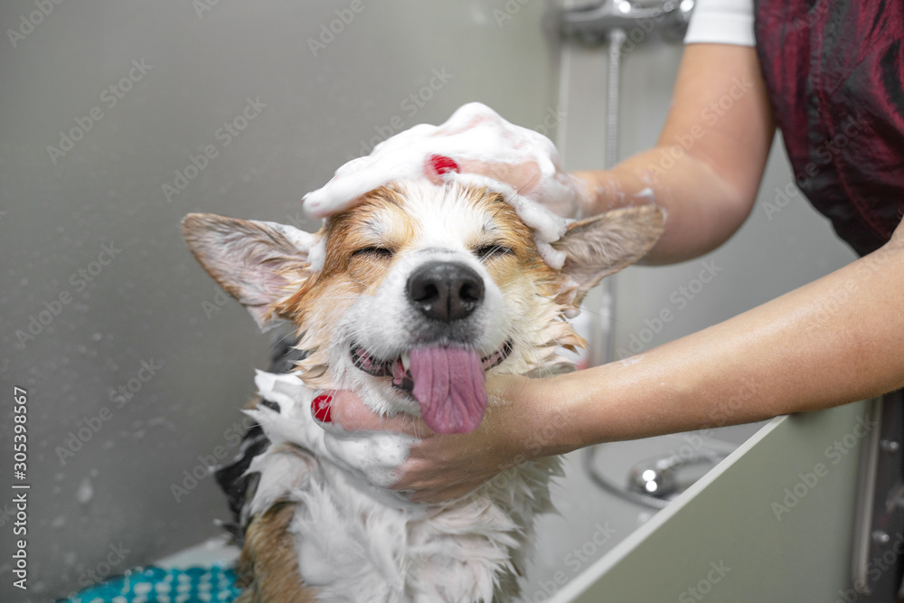 Funny portrait of a welsh corgi pembroke dog showering with shampoo.  Dog taking a bubble bath in grooming salon. - obrazy, fototapety, plakaty 