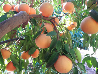 Grapefruits on the tree. Ripe fruits growing on the plantation 