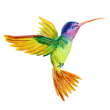 Watercolor Illustration, Beautiful Tropical Bird, Hummingbird In Isolated White Background