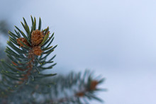 The Tip Of A Caucasian Spruce Branch With Small Young Cones, Closeup On A Blurry Snowy Background With Copy Space. Soft Focus.