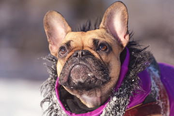 Wall Mural - Cute small French Bulldog dog looking up wearing purple winter coat with fur collar in front of blurry winter snow landcape background