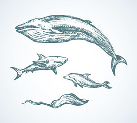 shark. vector drawing