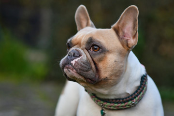 Wall Mural - Portrait of a beautiful red pied female French Bulldog dog in front of dark background