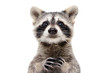Leinwandbild Motiv Portrait of a cute funny raccoon, closeup, isolated on a white background