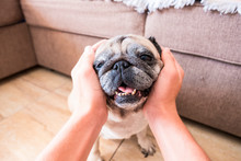 Close Up Of Hands Of A Man Or Woman Taking The Head Of A Cute And Adorable Pug - Best Friends At Home - Sofa In The Background