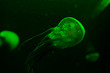 © LIGHTFIELD STUDIOS - Selective focus of jellyfishes in green neon light on black background