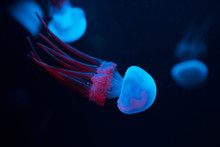 Close Up Of Blue Jellyfish On Black Background