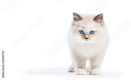 Dekoracja na wymiar  ragdoll-kot-maly-portret-kotka-biale-tlo