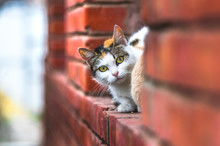 A Cat Peeps In Surprise From Behind A Brick While Sitting From The Outside Of A Window Sill In A Country House, Cold Weather