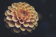 Closeup Shot Of An Exotic Orange Flower On A Dark Blurred Background