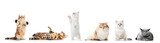 Fototapeta Zwierzęta - Collection of purebred cats isolated on white