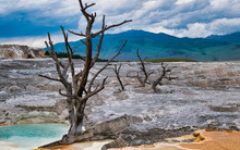 Mammoth Hot Springs With Bare Tree Trunk In Yellowstone National Park, Wyoming