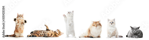 Fotomural Collection of purebred cats isolated on white