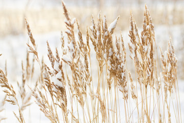 Naklejka na meble beautiful winter nature on the river bank, dry yellow cane branches strewn with white snow