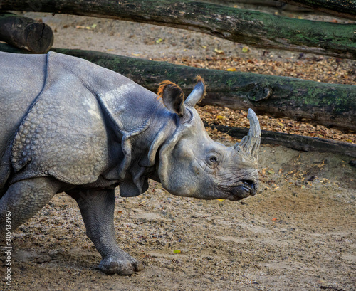 Fotomural Dirty rhino on the muddy ground of a zoo