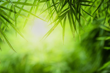  Zbliżenie piękny widok natury zieleni bambusowy liść na greenery zamazywał tło z światła słonecznego i kopii przestrzenią. Jest to wykorzystanie do naturalnego tła letnich ekologii i świeżych tapet.
