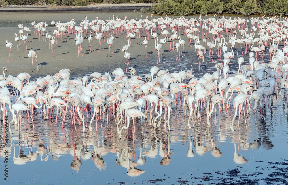 Caribbean pink flamingo at Ras al Khor Wildlife Sanctuary, a wetland ...