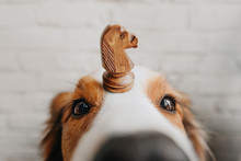 Close Up Of A Border Collie Dog Holding A Chess Knight On Head