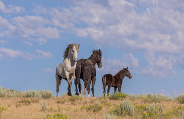 Sticker - Herd of Wild Horses in Sand Wash Basin Colorado 