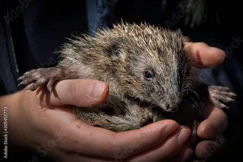 Cuadros en Lienzo Hedgehogs being reared in UK wildlife centre