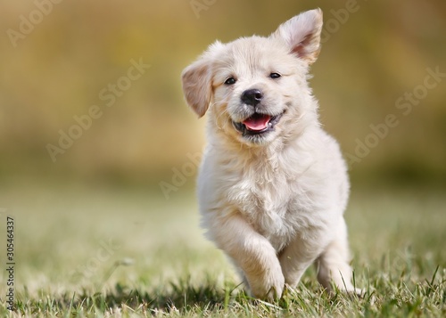 Fotografía Seven week old golden retriever puppy outdoors on a sunny day.