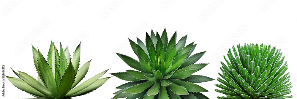 Agave Plants Isolated on White Background with Clipping Path - obrazy, fototapety, plakaty 