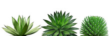 Agave Plants Isolated On White Background With Clipping Path