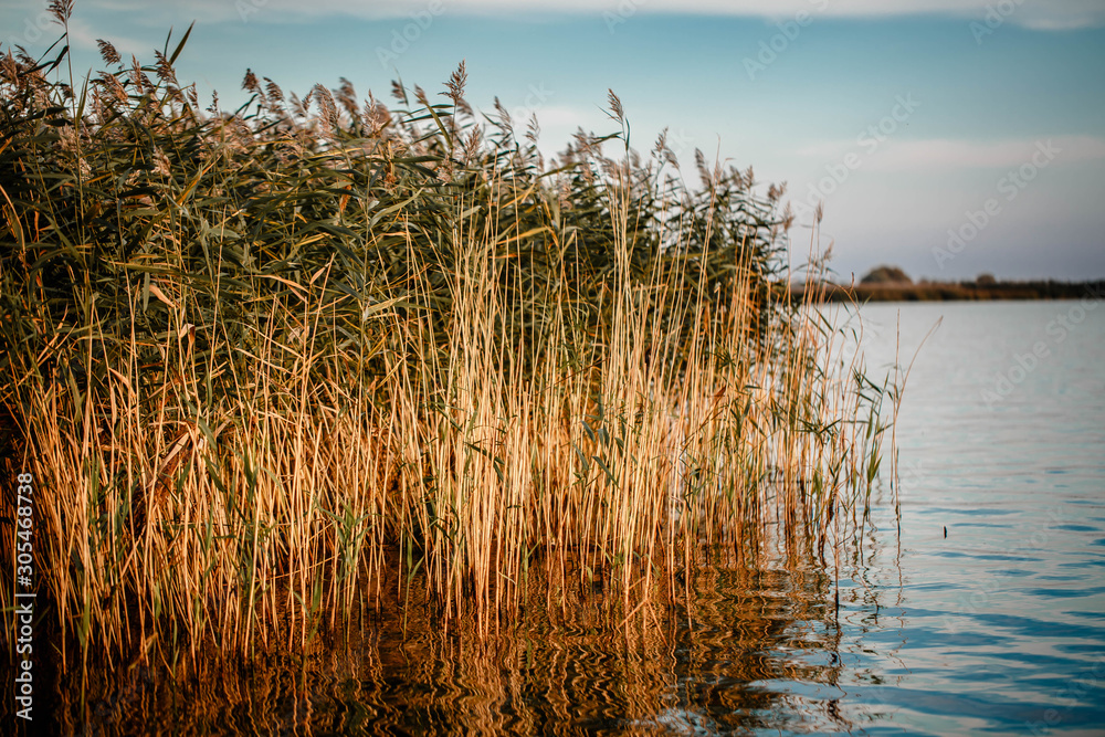 Lake with reeds at sunset - obrazy, fototapety, plakaty 