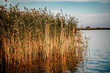 Lake With Reeds At Sunset
