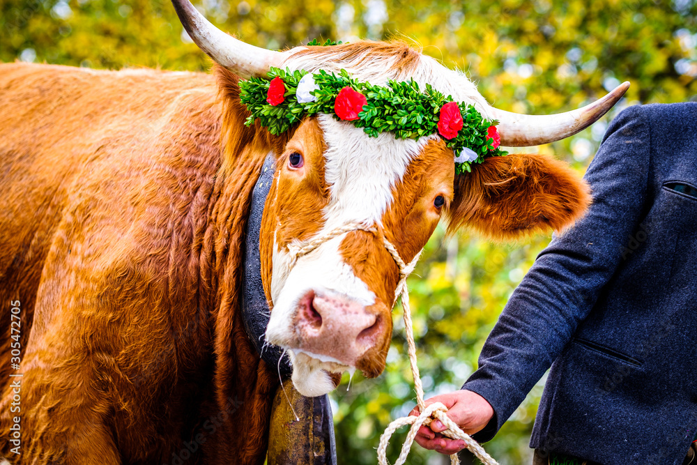 decorated cow for a festive alp returning - obrazy, fototapety, plakaty 