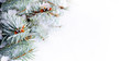 © shabbydecor - New Year and Christmas background with blue spruce, ice crystals and snow flakes. place for text. copy space.