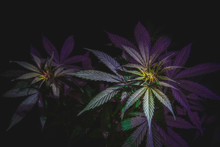 Top Of The Inflorescence Of The Cannabis Plant, Marijuana Leaves Against A Dark Background, Tinted Image