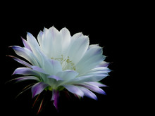 Gentle White-pink Cactus Flower On A Black Background