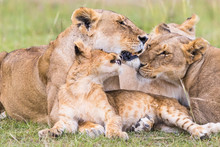 Lion Flock With A Playful Cub Rests On Savannah