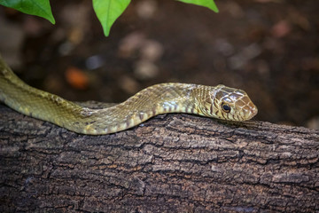 Rat Snake a non venomous snake, feed primarily on rodents and birds.