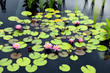 Pink water lily flowers and bright lily pads on dark reflecting pool at Hendrie Park Royal Botanical Gardens Burlington Ontario Canada