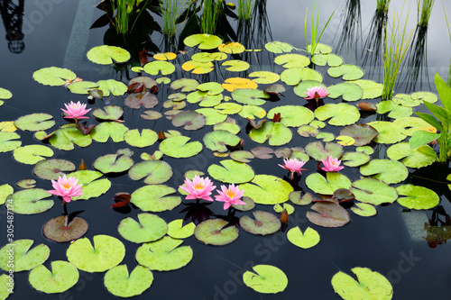 Fotomural Pink water lily flowers and bright lily pads on dark reflecting pool at Hendrie