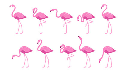  Flat Flamingo. Exotic tropical bird in a flat style. Set of flamingos. Exotic animals. Cute pink flamingos collection in different poses. Nature, wild fauna. Zoo animal. Vector graphics to design