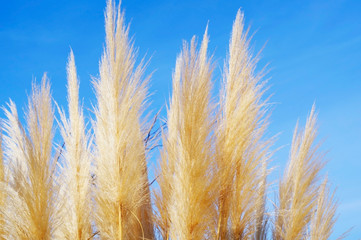 Cortaderia selloana pumila silver yellow plant