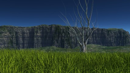 A view of a large amount of green grass from a close distance and a dried-up big tree on background a rocky plateau in the daytime. Dark sky