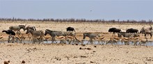 Many Animals At Waterhole In Etosha Nationalpark. Springboks, Zebras, Oryx Antelopes,