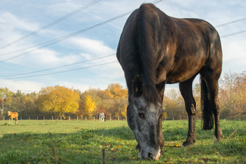 Pferd am abgrasen