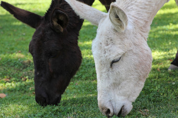 Two donkeys in the city of Cafayate, Argentina